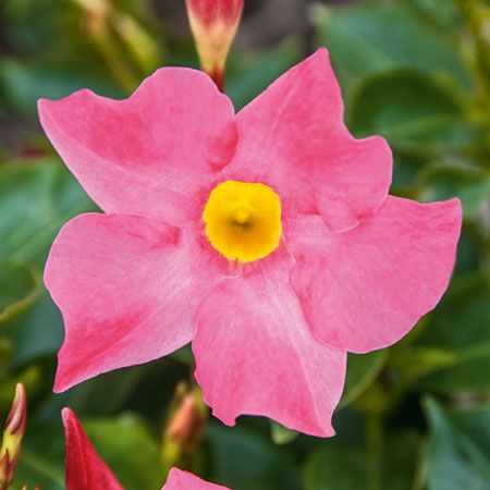 Dipladenia 'Bella Pink' Mandevilla