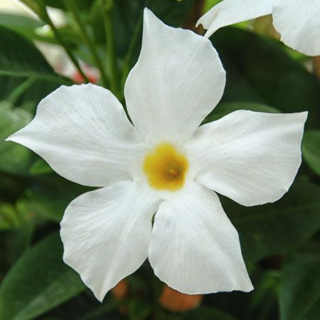 Dipladenia 'Bella White' Mandevilla