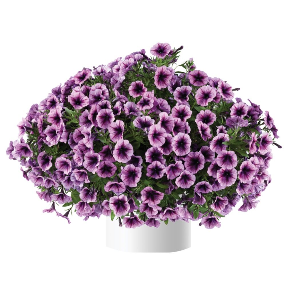 Petunia zwisająca &#39;Cascadias™ Purple Ice&#39; Petunia hybrida