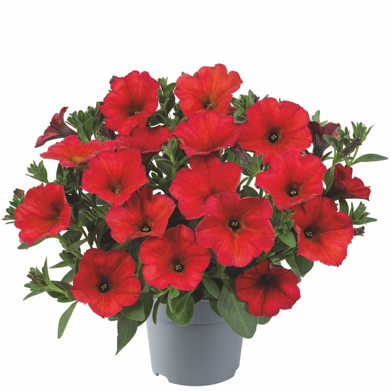 Petunia zwisająca 'BeautiCal® Red Maple' Petchoa hybrida