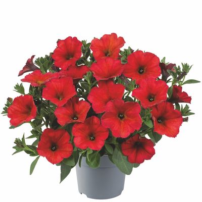 Petunia zwisająca 'BeautiCal® Red Maple' Petchoa hybrida