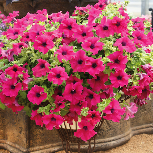 Surfinia zwisająca &#39;Giant Purple&#39; Petunia hybrida
