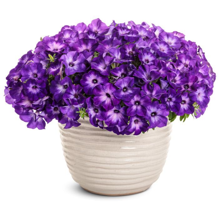Supertunia &#39;Blue Moon&#39; Petunia hybrida