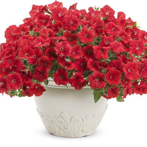 Supertunia czerwona Petunia hybrida