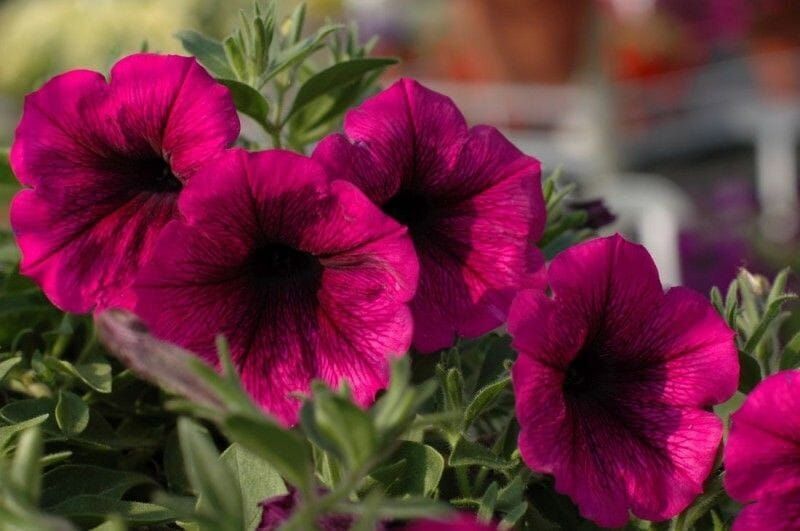 Supertunia &#39;Merlot&#39; Petunia hybrida