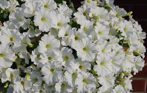 Petunia zwisająca &#39;Veranda White&#39; Petunia hybrida