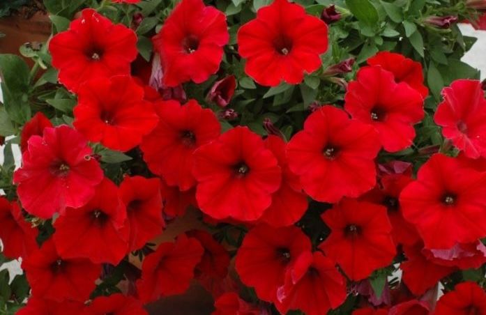 Petunia zwisająca &#39;Veranda Scarlet&#39; Petunia hybrida