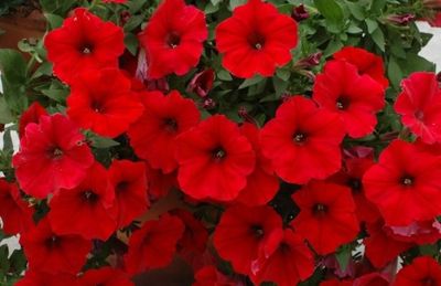 Petunia zwisająca &#39;Veranda Scarlet&#39; Petunia hybrida