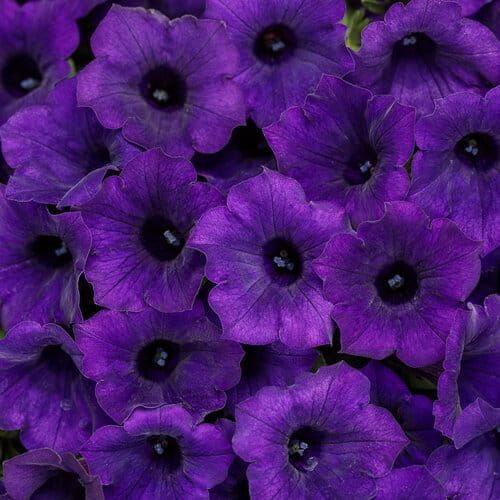 Supertunia MINI VISTA Ultramarine