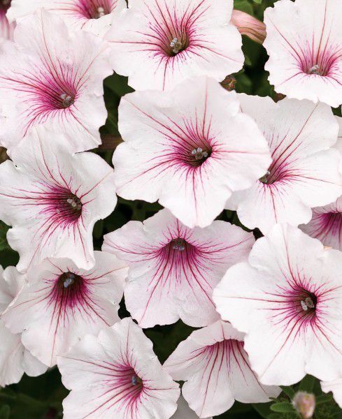 Supertunia &#39;Vista Silverberry&#39; pudrowy róż