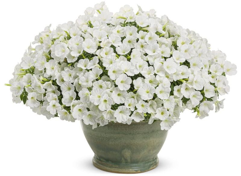 Supertunia MINI VISTA White