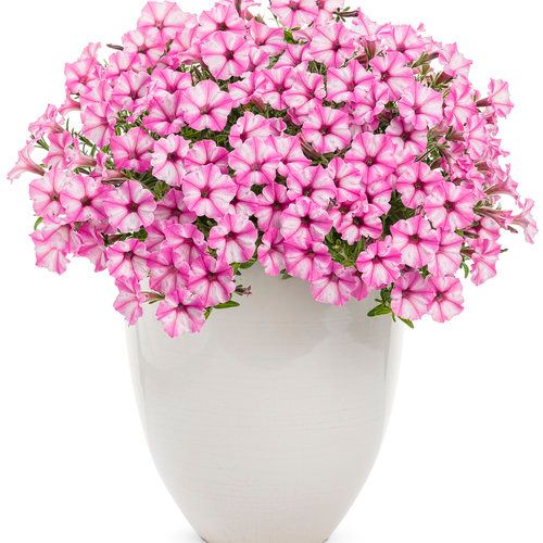 Supertunia MINI VISTA Pink Star