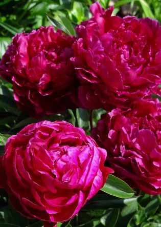 Piwonia chińska &#39;Karl Rosenfield&#39; Paeonia lactiflora