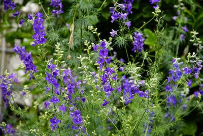 Ostróżka wielkokwiatowa &#39;Hunky Dory Blue&#39; Delphinium grandiflorum