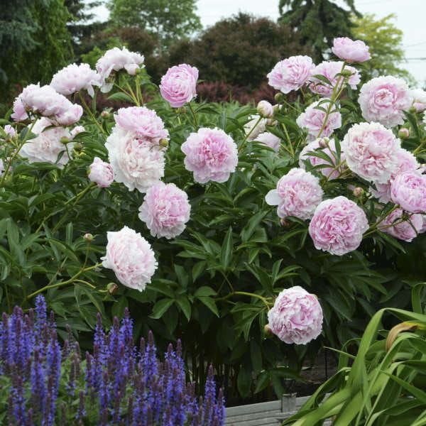 Piwonia chińska &#39;Sarah Bernhardt&#39; Paeonia lactiflora