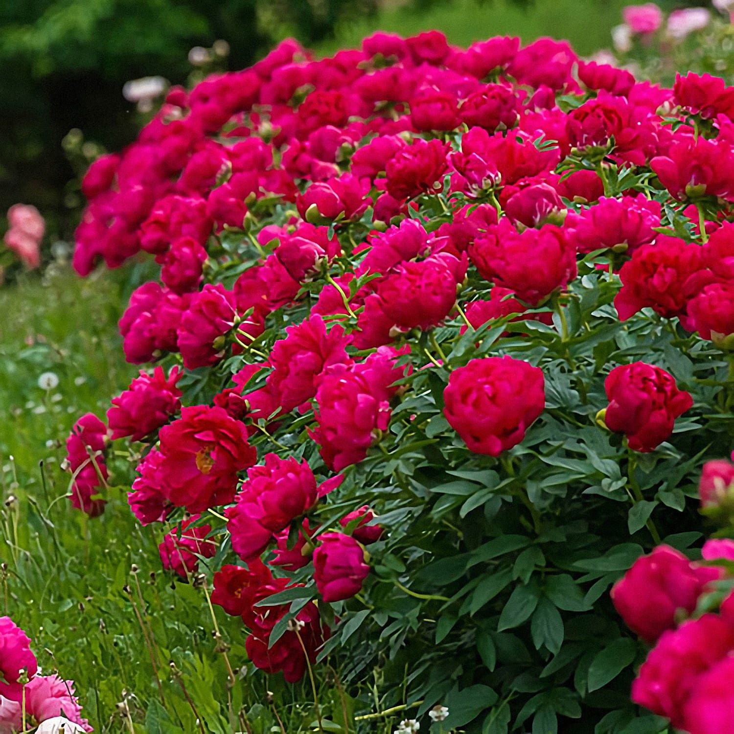 Piwonia chińska &#39;Red Sarah Bernhardt&#39; Paeonia lactiflora