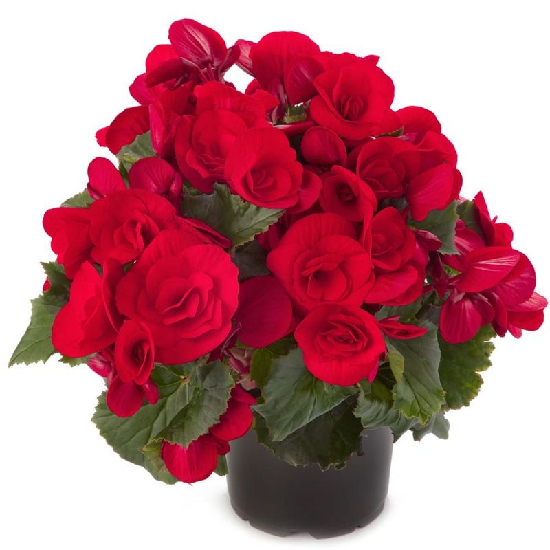 Begonia 'Cottage Vermillion Red'®