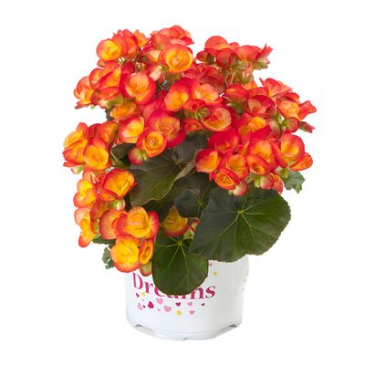 Begonia 'Ilona Carneval'®