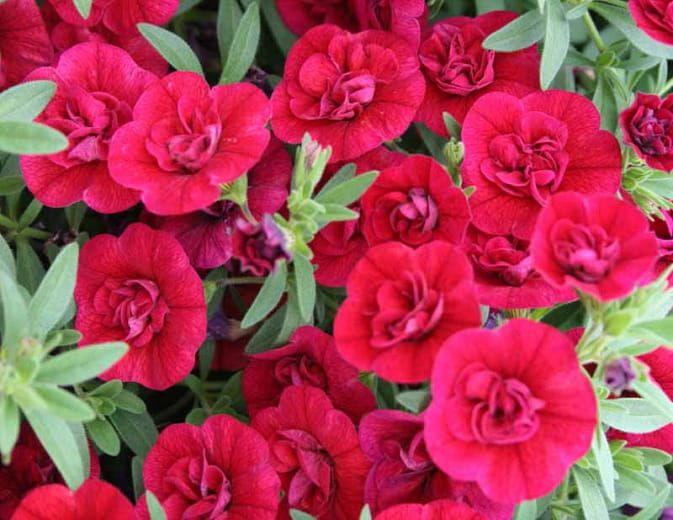 Superbells® podwójna rubinowa Kalibrachoa, Calibrachoa