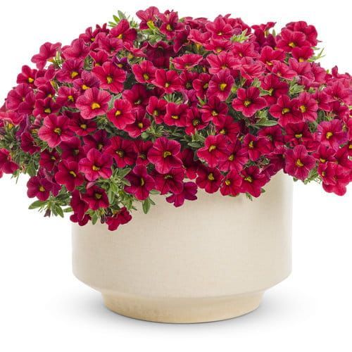 Superbells® &#39;Unique Red&#39; Kalibrachoa, Calibrachoa