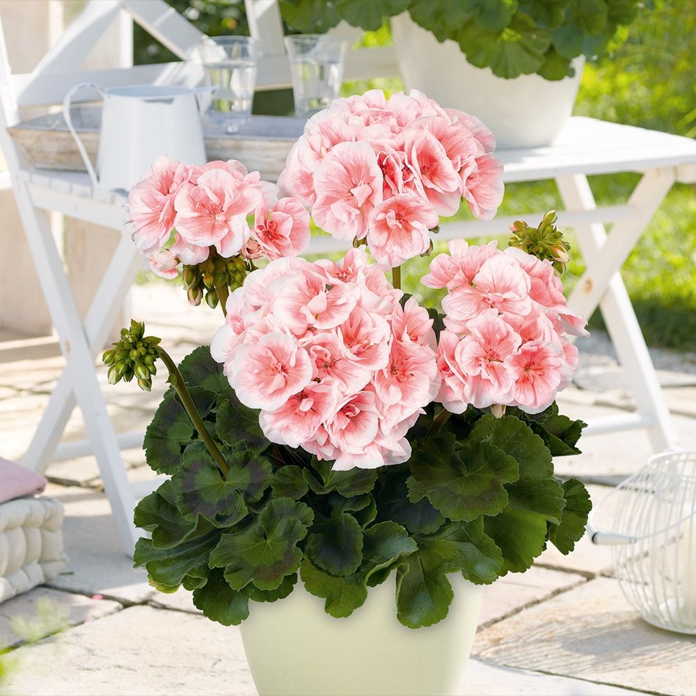 Pelargonia stojąca &#39;Salmon Queen&#39; Pelargonium zonale
