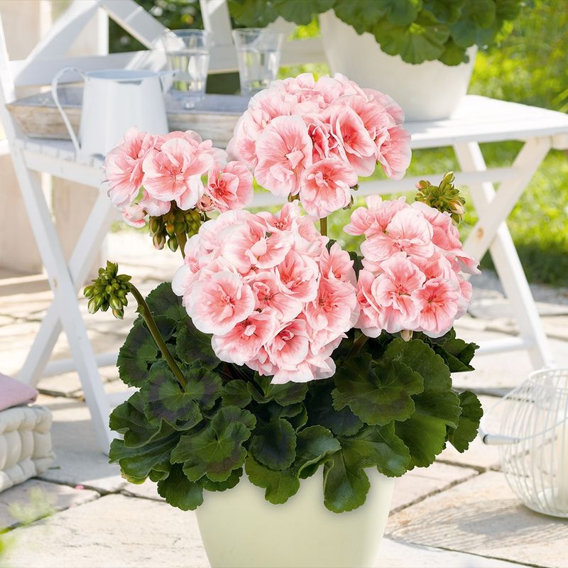 Pelargonia stojąca &#39;Salmon Queen&#39; Pelargonium zonale