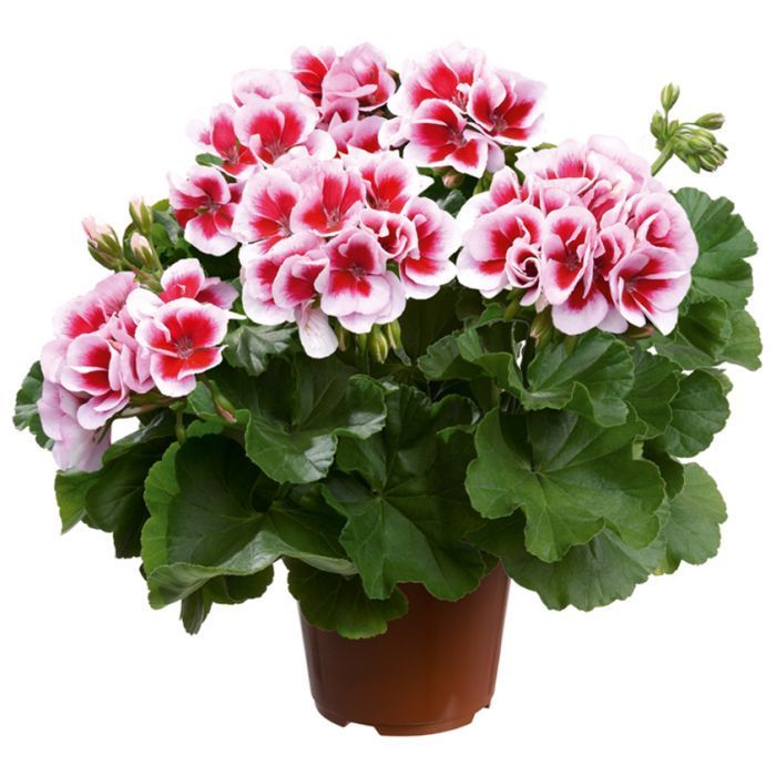 Pelargonia stojąca Fantastic Pelargonium zonale