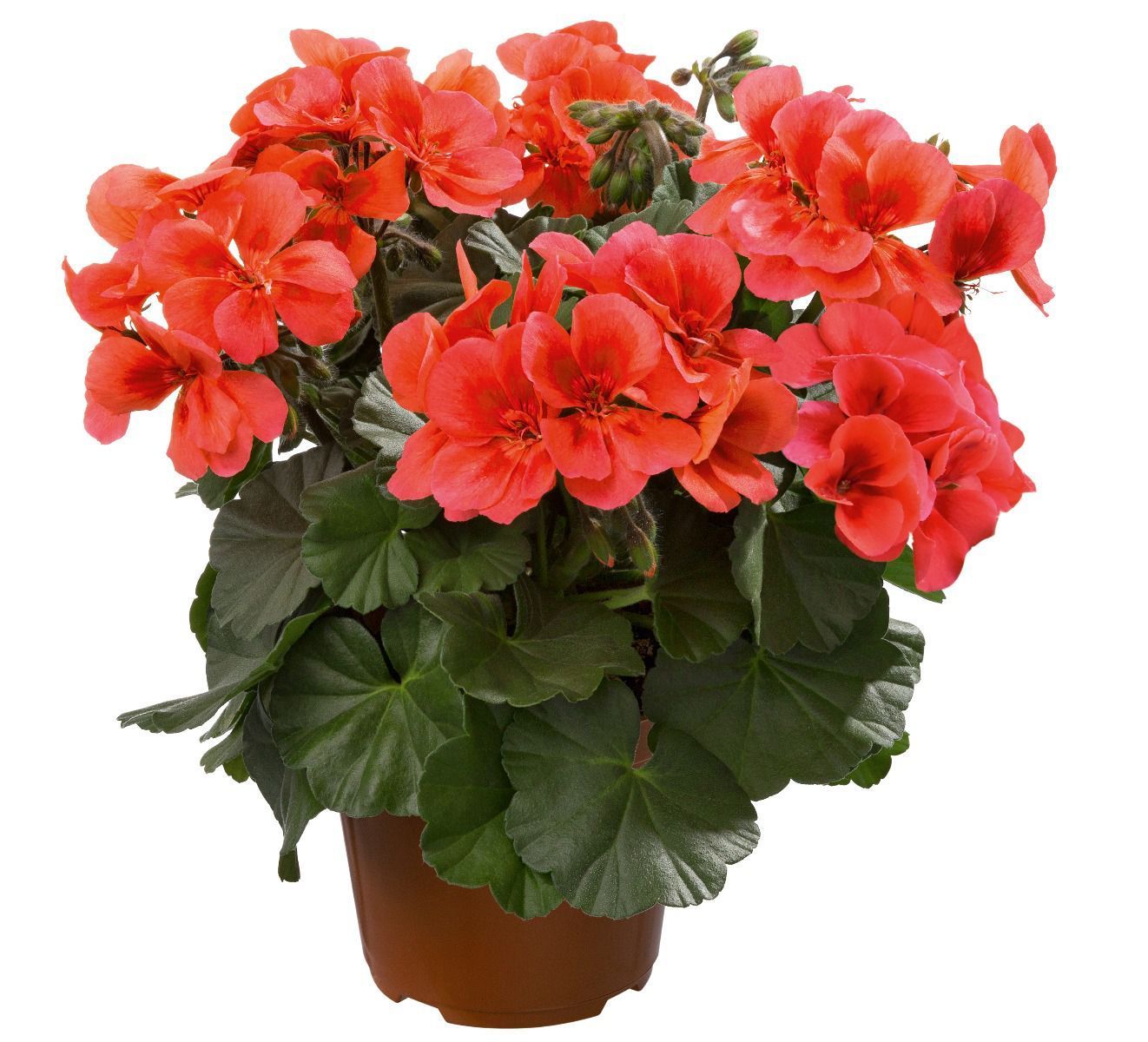 Pelargonia stojąca hybrydowa &#39;Champion™ Mandarin&#39; Pelargonium interspecific