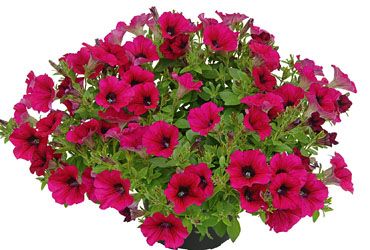 Petunia zwisająca &#39;Veranda Purple&#39; Petunia hybrida