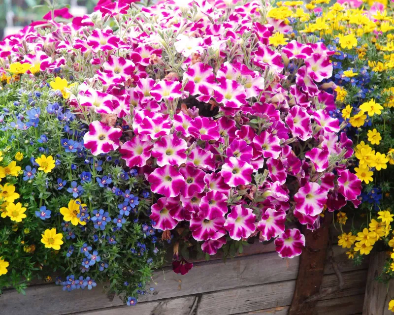 Supertunia &#39;Cranberry Blast&#39; Petunia hybrida