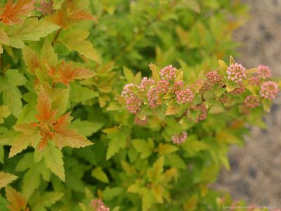 Pęcherznica kalinolistna na pniu &#39;Tiny Wine Gold&#39; Physocarpus  opulifolius