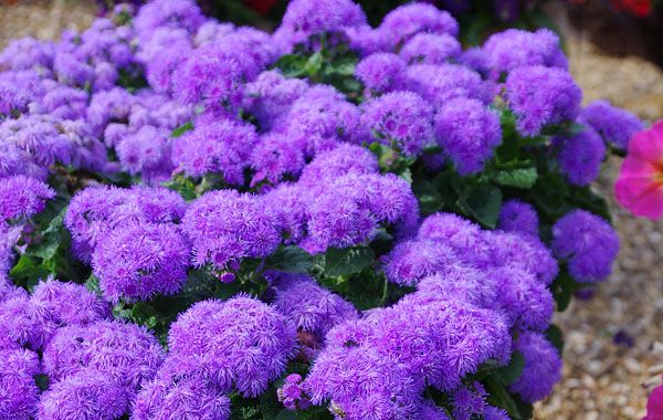 Żeniszek &#39;Parc Majorette&#39; Ageratum