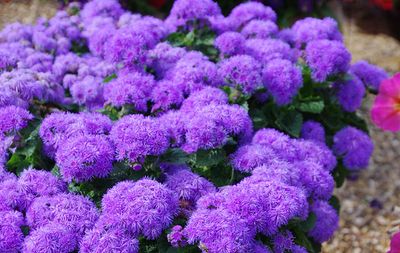 Żeniszek &#39;Parc Majorette&#39; Ageratum