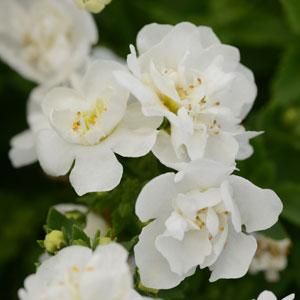 Bacopa zwisająca podwójna biała Sutera cordata