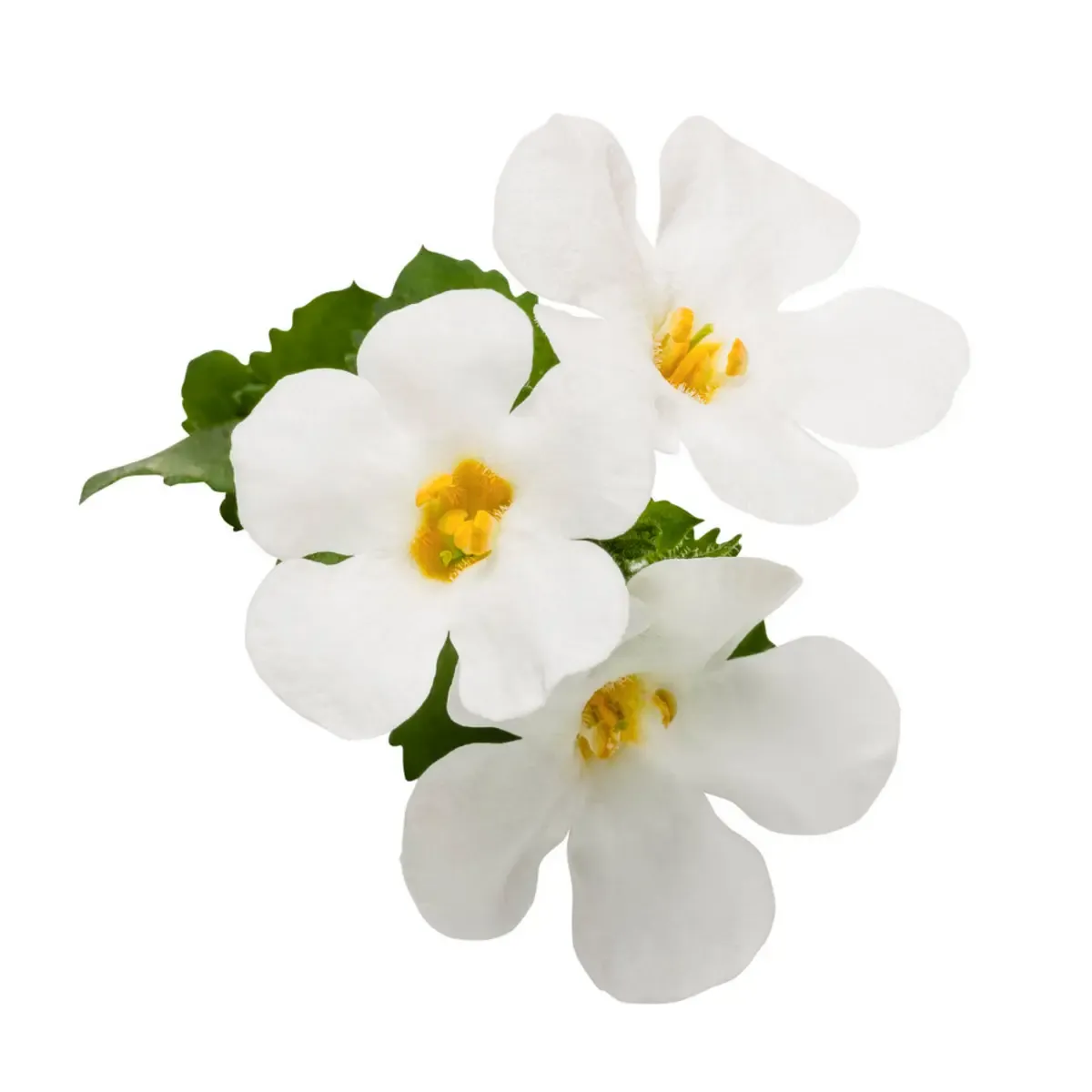 Bacopa zwisająca &#39;Everest White Yeti&#39; Sutera cordata