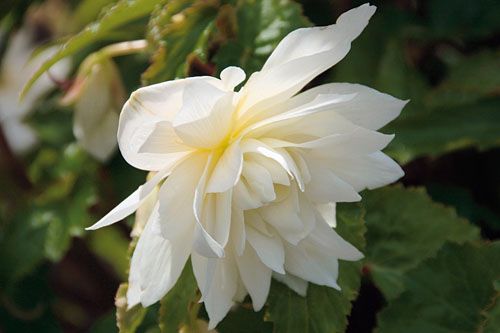 Begonia zwisająca biała &#39;Belleconia™ Snow&#39; Begonia tuberhybrida