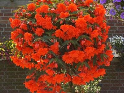 Begonia zwisająca pomarańczowa &#39;Belleconia™ Hot Orange&#39; Begonia tuberhybrida