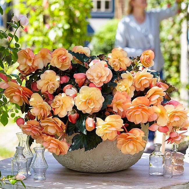 Begonia zwisająca &#39;Fragrant Falls® Peach&#39; Begonia tuberhybrida
