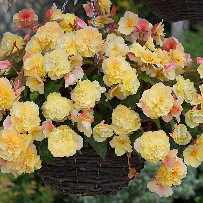 Begonia zwisająca &#39;Fragrant Falls® Lemon&#39; Begonia tuberhybrida