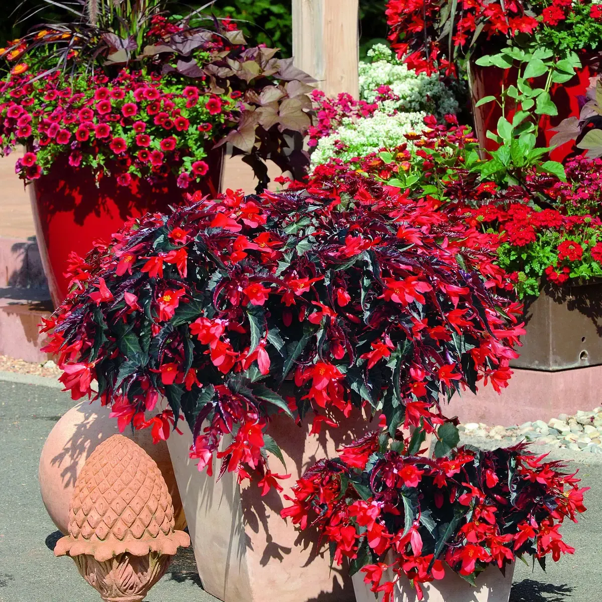 Begonia zwisająca boliwijska 'Summerwings® Dark Elegance'