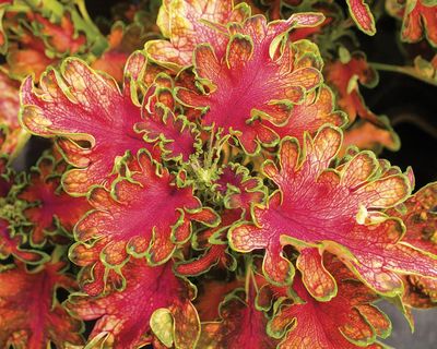 Koleus 'Copper' Coleus