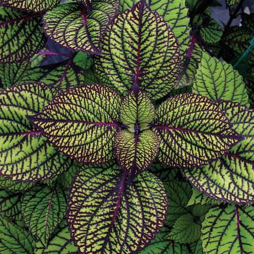 Koleus 'Fishnet Stocking' Coleus