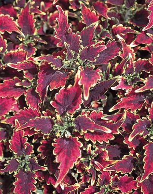 Koleus &#39;Sky Fire&#39; Coleus