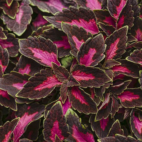 Koleus &#39;Velveteen&#39; Coleus