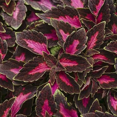 Koleus &#39;Velveteen&#39; Coleus