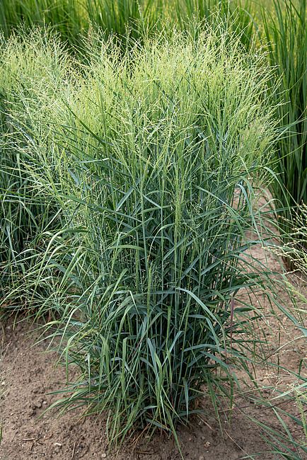 Proso rózgowate &#39;Prairie Sky&#39; Panicum virgatum