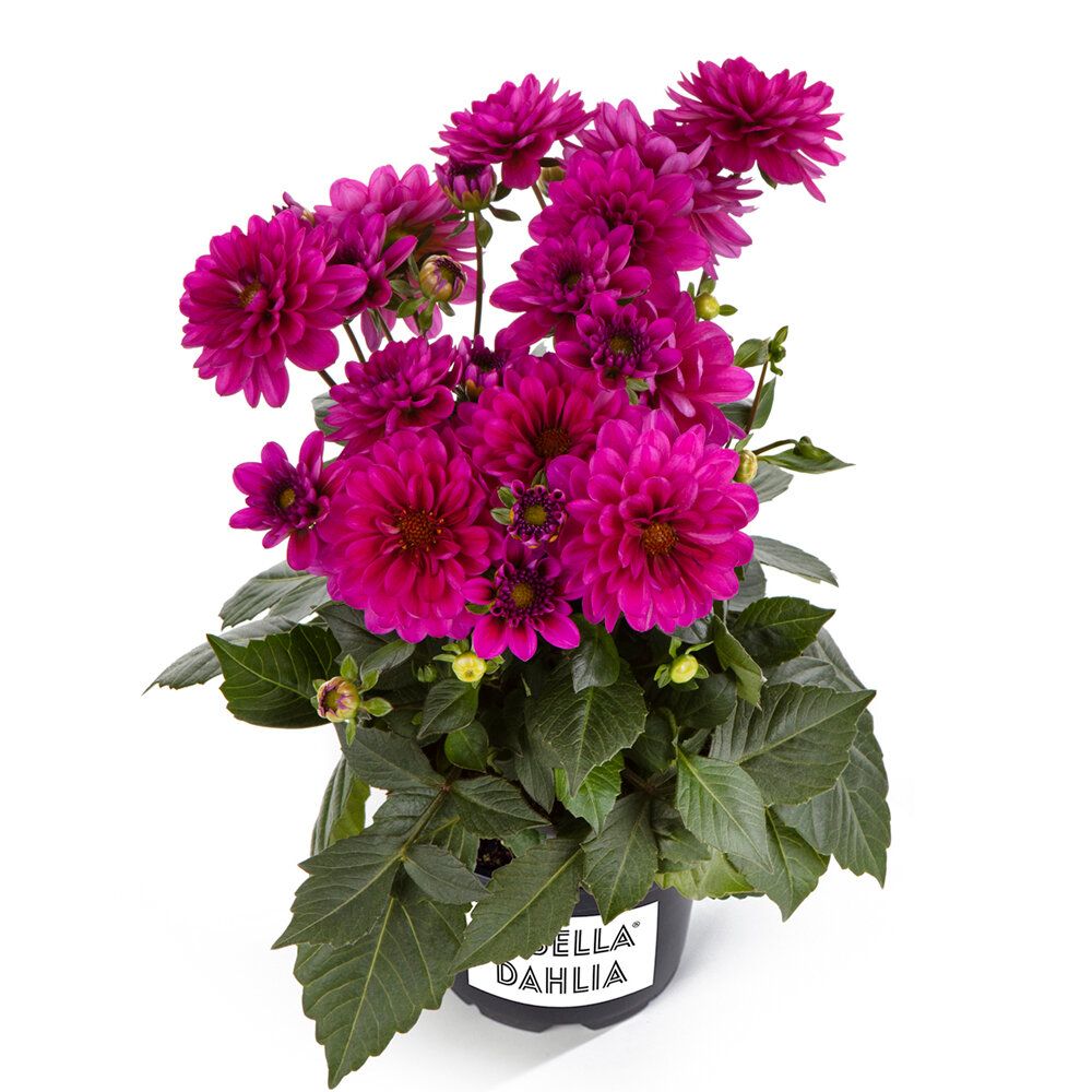 Dalia stojąca &#39;Labella® Piccolo Purple&#39; Dahlia
