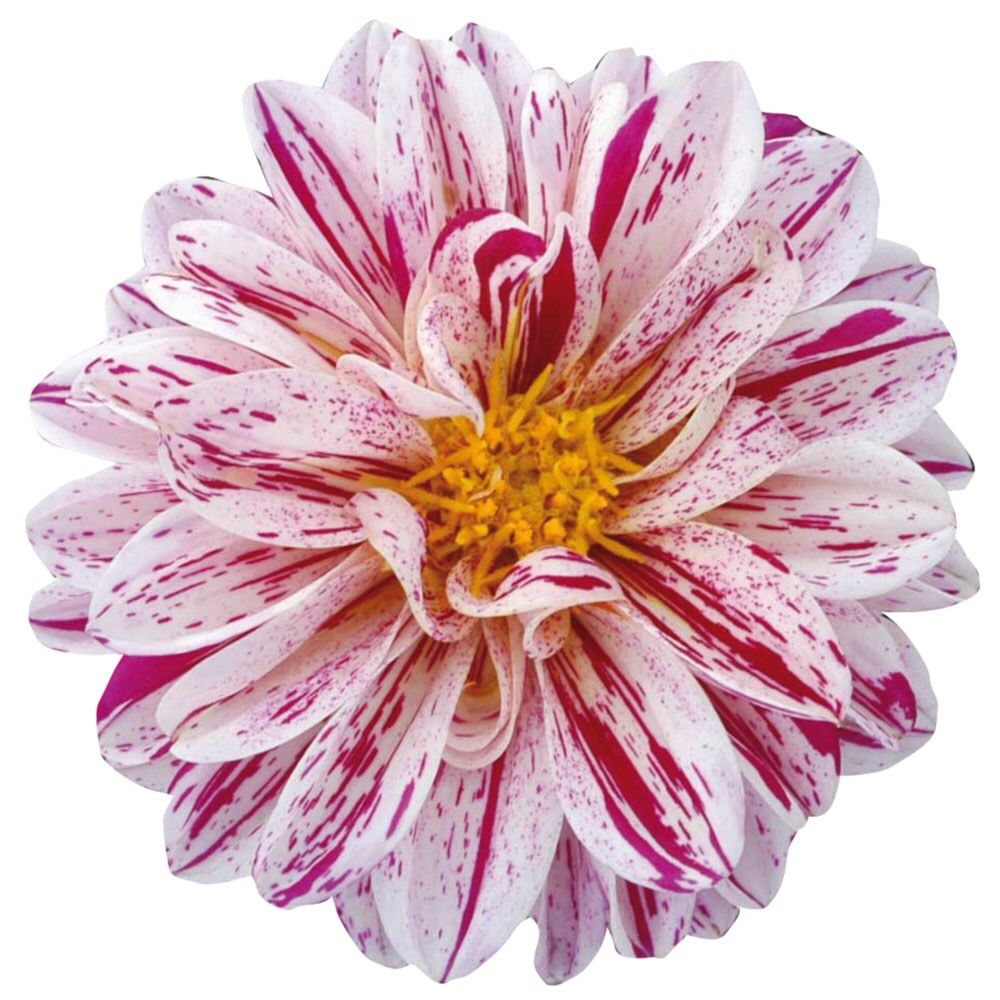 Dalia stojąca &#39;Dahlietta Select Paula&#39; Dahlia