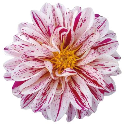 Dalia stojąca &#39;Dahlietta Select Paula&#39; Dahlia