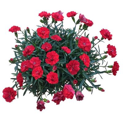 Goździk &#39;Pinocchio Fuoco&#39; Dianthus hybrida